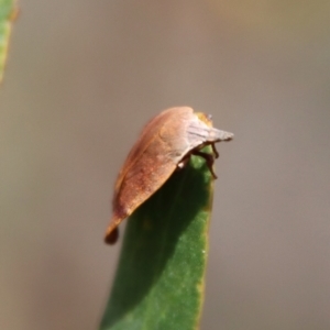 Tortricopsis uncinella at Mongarlowe, NSW - suppressed