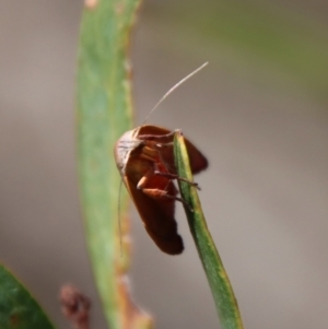 Tortricopsis uncinella at Mongarlowe, NSW - suppressed