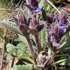 Ajuga australis (Austral Bugle) at Namadgi National Park - 21 Oct 2023 by JaneR