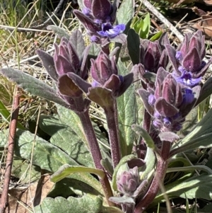 Ajuga australis at Rendezvous Creek, ACT - 21 Oct 2023