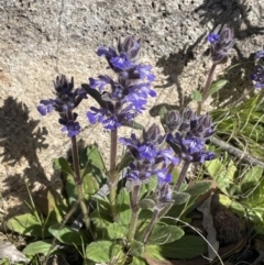 Ajuga australis at Rendezvous Creek, ACT - 21 Oct 2023