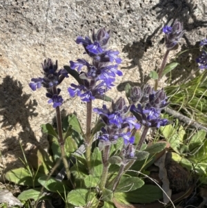 Ajuga australis at Rendezvous Creek, ACT - 21 Oct 2023