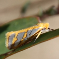 Thudaca obliquella (A Gelechioid moth (Hypertrophidae)) at Mongarlowe, NSW - 21 Oct 2023 by LisaH