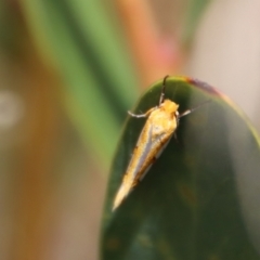 Thudaca obliquella at Mongarlowe, NSW - 21 Oct 2023