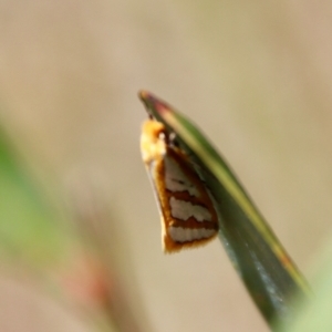 Thudaca obliquella at Mongarlowe, NSW - 21 Oct 2023