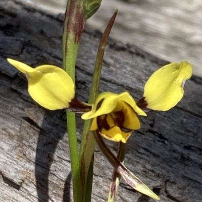 Diuris sulphurea (Tiger Orchid) at Grampians National Park - 17 Oct 2023 by AnneG1