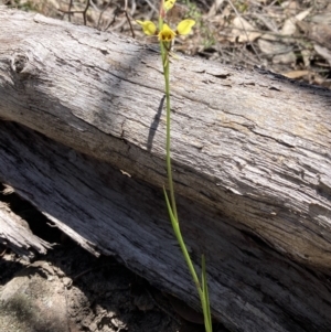 Diuris sulphurea at Halls Gap, VIC - 17 Oct 2023