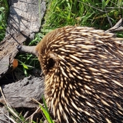 Tachyglossus aculeatus (Short-beaked Echidna) at Gungahlin, ACT - 21 Oct 2023 by WalkYonder