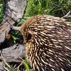 Tachyglossus aculeatus at Gungahlin, ACT - 21 Oct 2023