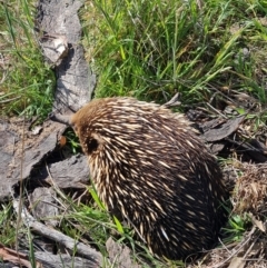 Tachyglossus aculeatus at Gungahlin, ACT - 21 Oct 2023