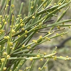 Exocarpos strictus (Dwarf Cherry) at Rendezvous Creek, ACT - 21 Oct 2023 by JaneR