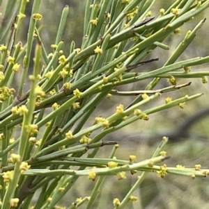 Exocarpos strictus at Rendezvous Creek, ACT - 21 Oct 2023