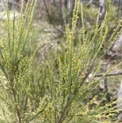 Exocarpos strictus at Rendezvous Creek, ACT - 21 Oct 2023