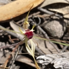 Caladenia parva (Brown-clubbed Spider Orchid) at Halls Gap, VIC - 17 Oct 2023 by AnneG1