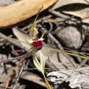 Caladenia parva at Halls Gap, VIC - suppressed