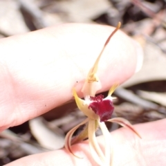 Caladenia parva at Halls Gap, VIC - suppressed