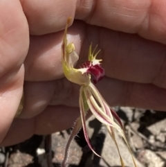 Caladenia parva at Halls Gap, VIC - suppressed