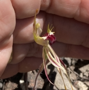 Caladenia parva at Halls Gap, VIC - suppressed