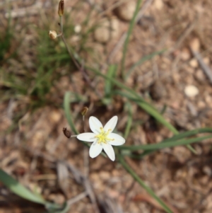 Thelionema caespitosum at Mongarlowe, NSW - 21 Oct 2023