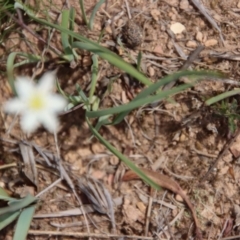 Thelionema caespitosum at Mongarlowe, NSW - 21 Oct 2023