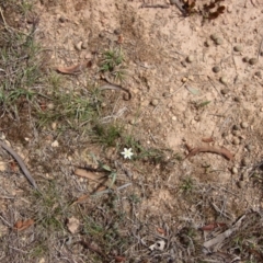 Thelionema caespitosum at Mongarlowe, NSW - 21 Oct 2023