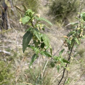 Gynatrix pulchella at Rendezvous Creek, ACT - 21 Oct 2023