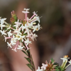 Pimelea linifolia at Mongarlowe, NSW - suppressed