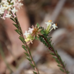 Pimelea linifolia at Mongarlowe, NSW - 21 Oct 2023