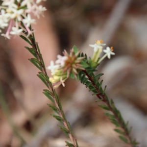 Pimelea linifolia at Mongarlowe, NSW - suppressed