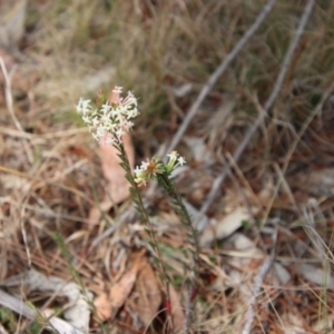 Pimelea linifolia at Mongarlowe, NSW - suppressed