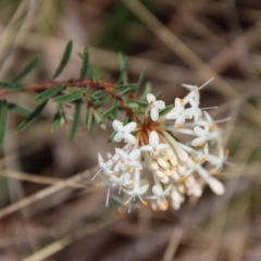 Pimelea linifolia (Slender Rice Flower) at QPRC LGA - 21 Oct 2023 by LisaH