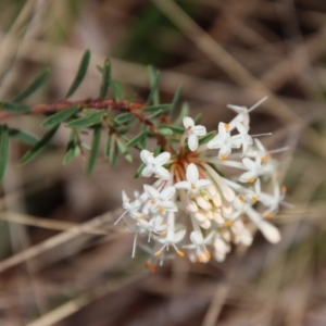 Pimelea linifolia at Mongarlowe, NSW - 21 Oct 2023