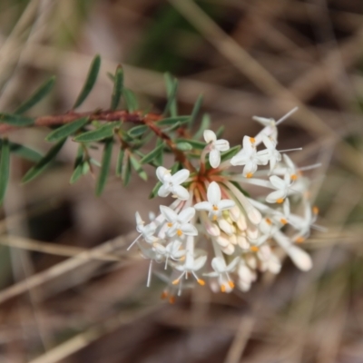 Pimelea linifolia (Slender Rice Flower) at QPRC LGA - 21 Oct 2023 by LisaH