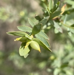 Pimelea pauciflora (Poison Rice Flower) at Rendezvous Creek, ACT - 21 Oct 2023 by JaneR