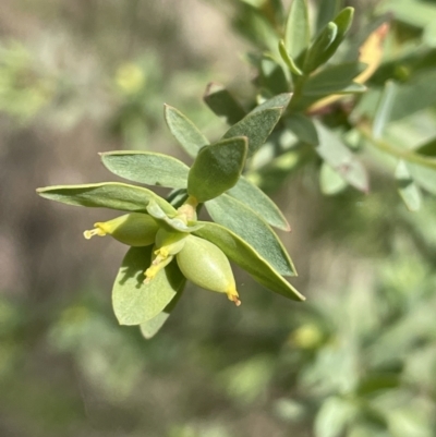 Pimelea pauciflora (Poison Rice Flower) at Rendezvous Creek, ACT - 21 Oct 2023 by JaneR