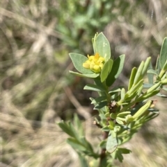 Pimelea pauciflora at Rendezvous Creek, ACT - 21 Oct 2023