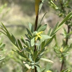 Pimelea pauciflora at Rendezvous Creek, ACT - 21 Oct 2023 02:00 PM