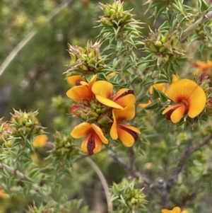 Pultenaea procumbens at Rendezvous Creek, ACT - 21 Oct 2023