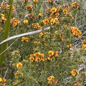 Pultenaea procumbens at Rendezvous Creek, ACT - 21 Oct 2023