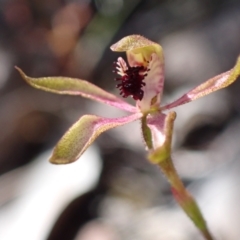 Caladenia iridescens (Bronze Caps) at Grampians National Park - 17 Oct 2023 by AnneG1