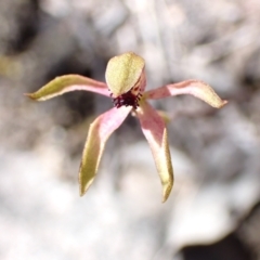 Caladenia iridescens at Halls Gap, VIC - suppressed