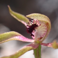 Caladenia iridescens at Halls Gap, VIC - suppressed