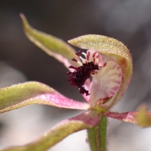 Caladenia iridescens at Halls Gap, VIC - 17 Oct 2023