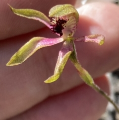 Caladenia iridescens at Halls Gap, VIC - suppressed