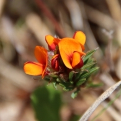 Pultenaea subspicata (Low Bush-pea) at Mongarlowe, NSW - 21 Oct 2023 by LisaH