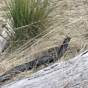 Pseudechis porphyriacus at Rendezvous Creek, ACT - 21 Oct 2023