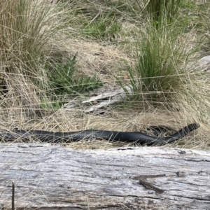 Pseudechis porphyriacus at Rendezvous Creek, ACT - 21 Oct 2023