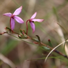 Tetratheca bauerifolia (Heath Pink-bells) at Mongarlowe River - 21 Oct 2023 by LisaH