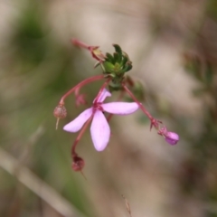 Tetratheca bauerifolia at Mongarlowe, NSW - 21 Oct 2023