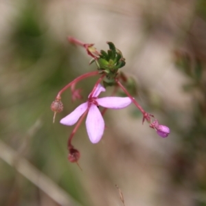 Tetratheca bauerifolia at Mongarlowe, NSW - suppressed